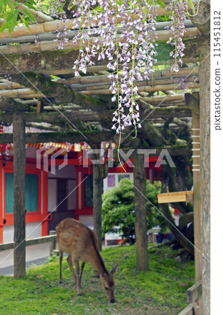 紫藤和一隻鹿與沙子 紫藤和一隻鹿與沙子 115451812