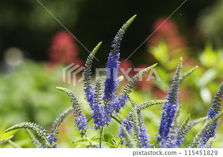 The blue flowers of the blue-green plant look like a tiger's tail pointing up. 115451829