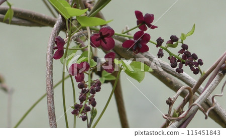 Mitsuba Abe Flower Flower 115451843