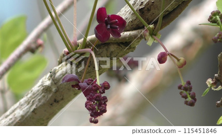Mitsuba Abe Flower Flower 115451846
