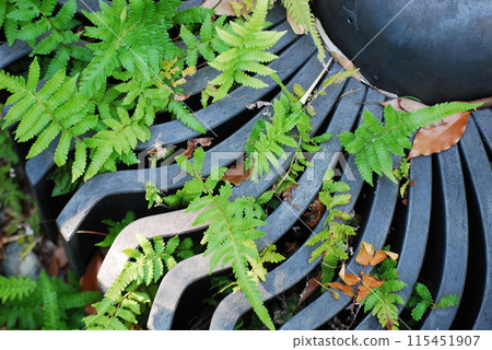 Decorative tiles covered with green leaves Decorative tiles covered with green leaves 115451907