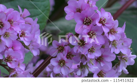 Flowers of Himalayan Yukinoshita 115451922