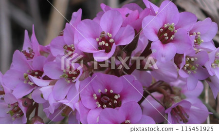 Flowers of Himalayan Yukinoshita Flowers of Himalayan Yukinoshita 115451925