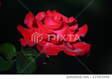 Roses wet with morning dew 115452049