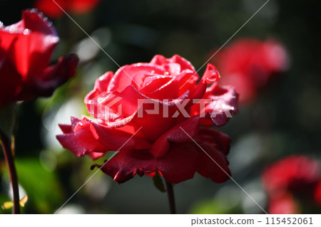 Roses wet with morning dew 115452061