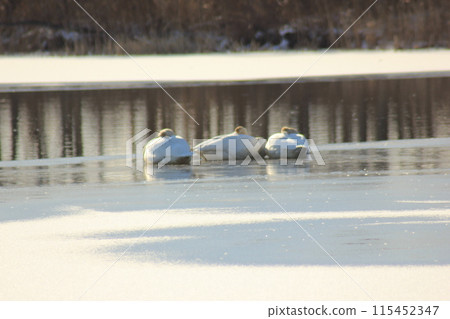 Swans on a frozen river Swans on a frozen river 115452347