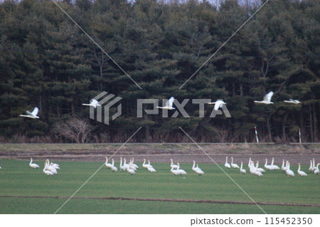 Swan in the field Swan in the field 115452350