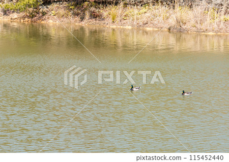 Two ducks Two ducks 115452440