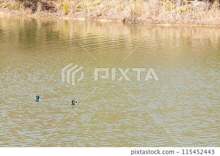 Two ducks swimming Two ducks swimming 115452443
