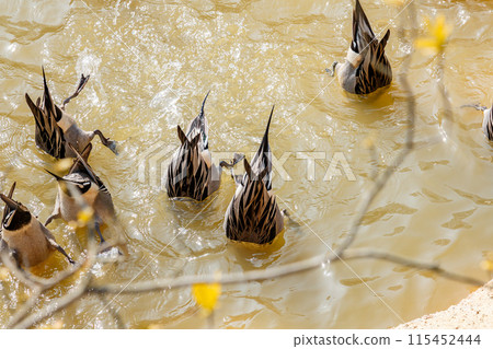 Ducks diving in search of food Ducks diving in search of food 115452444