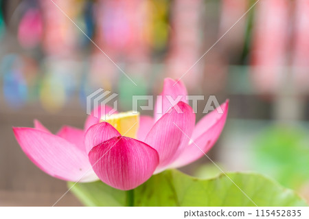 Edo wind chimes and lotus flowers from the Enshu Sanzan Wind Chime Festival are displayed in the grounds of Kasui-sai Temple in Fukuroi, Shizuoka Prefecture. 115452835
