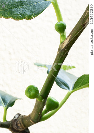 年輕的白色無花果 年輕的白色無花果 115452850