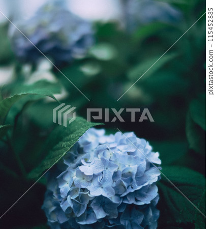 Blue hydrangea after the rain 115452885