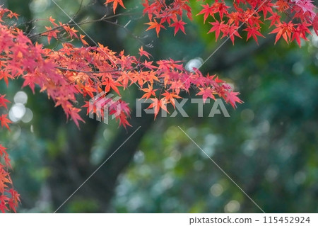 楓樹的秋葉在綠色背景下的最佳觀賞時間 115452924