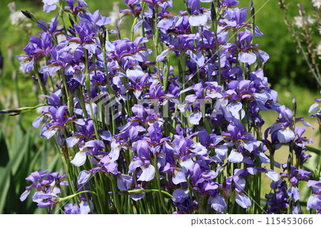 Scenery of purple petaled iris flowers in full bloom 115453066