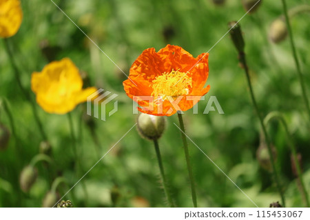 西伯利亞罌粟（稱為冰島罌粟）的特寫鏡頭，帶有橙色花瓣。 115453067