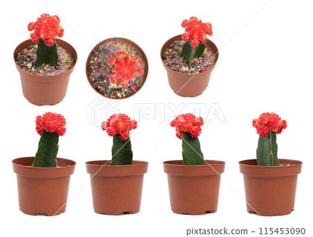 Gymnocalycium mihanovichii cactus 115453090