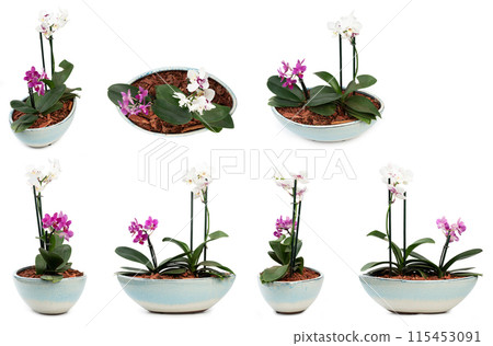 Orchid flower in pot 115453091