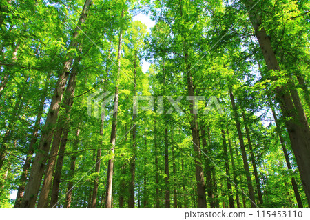 Metasequoia Forest: Fresh greenery Metasequoia Forest: Fresh greenery 115453110
