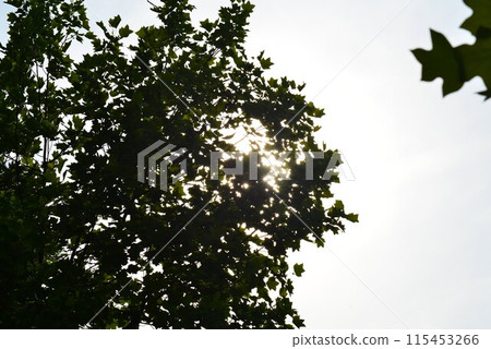 百合樹(百合樹) 百合樹(百合樹) 115453266