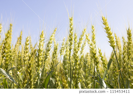 Beautifully grown wheat field Beautifully grown wheat field 115453411