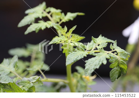 Kitchen garden Petit tomato 115453522