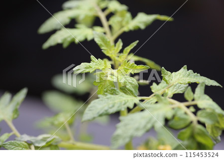 Kitchen garden Petit tomato 115453524