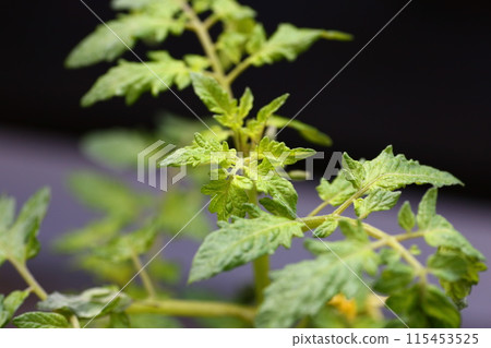 Kitchen garden Petit tomato 115453525