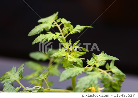 Kitchen garden Petit tomato 115453527
