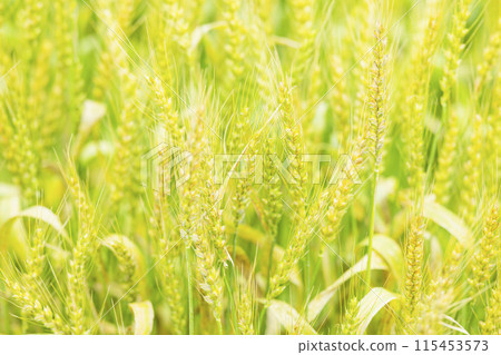 Golden ears of wheat 115453573