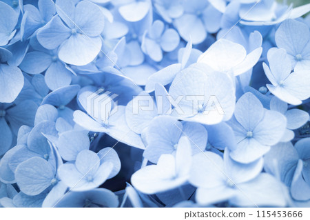 Close-up of blue hydrangea flower a-3 cool light color 115453666