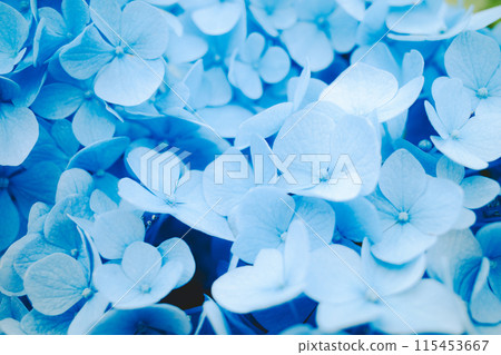 Close-up of blue hydrangea flower a-4 film style 115453667