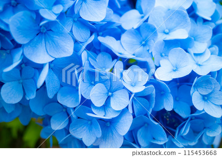 Close-up of blue hydrangea flower b-1 115453668