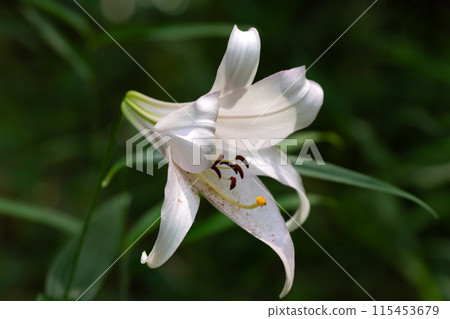 Flower of lily of the valley blooming in early summer satoyama 115453679