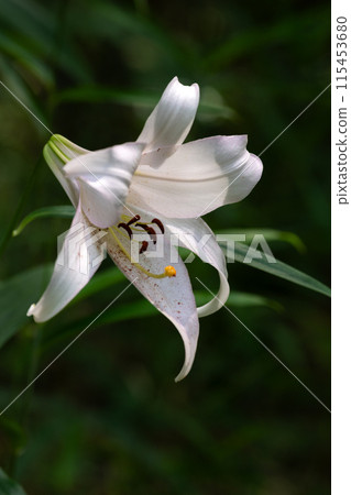 Flower of lily of the valley blooming in early summer satoyama 115453680