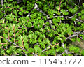 新鮮的綠色季節，樹上茂密的葉子 115453722
