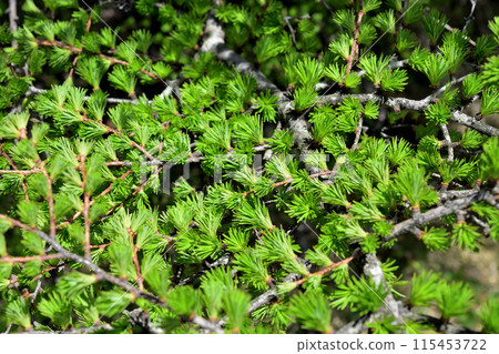 新鮮的綠色季節，樹上茂密的葉子 115453722