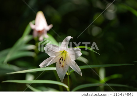 初夏里山盛開的鈴蘭的花 115454045