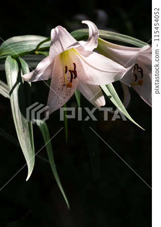 Flower of lily of the valley blooming in early summer satoyama Flower of lily of the valley blooming in early summer satoyama 115454052