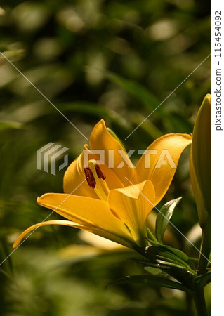 A large lily in the spotlight A large lily in the spotlight 115454092