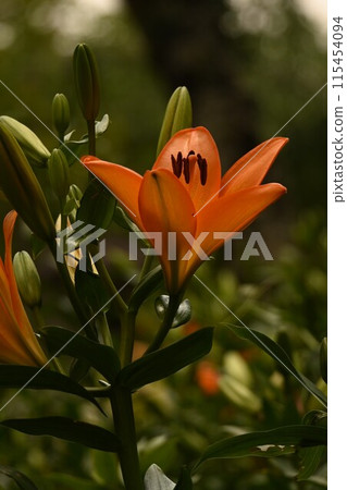 一朵大而端莊的百合 一朵大而端莊的百合 115454094