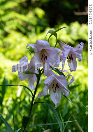 Flower of lily of the valley blooming in early summer satoyama 115454198
