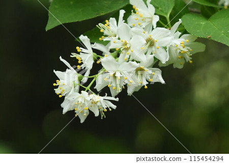 青檜有美麗的花序，黃色的花藥花在白色的花瓣上。 115454294
