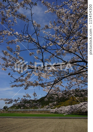 A 223 series limited express train running through cherry blossom-filled Azuchi (Tokaido Main Line, Azuchi - Notogawa, April 2024) 115454300