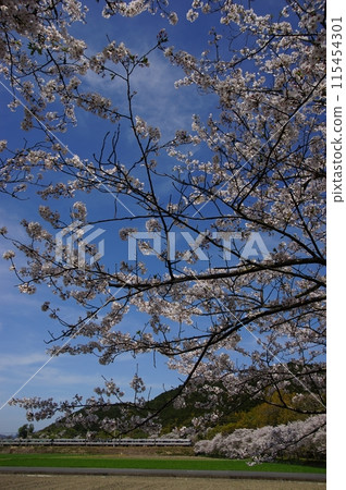 A 223 series limited express train running through cherry blossom-filled Azuchi (Tokaido Main Line, Azuchi - Notogawa, April 2024) A 223 series limited express train running through cherry blossom-filled Azuchi (Tokaido Main Line, Azuchi - Notogawa, April 2024) 115454301