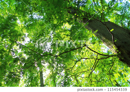 Young leaves of Metasequoia Young leaves of Metasequoia 115454339