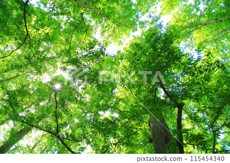 Young leaves of Metasequoia Young leaves of Metasequoia 115454340