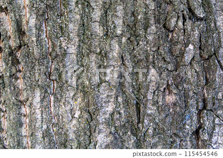 Tree trunk Tree trunk 115454546