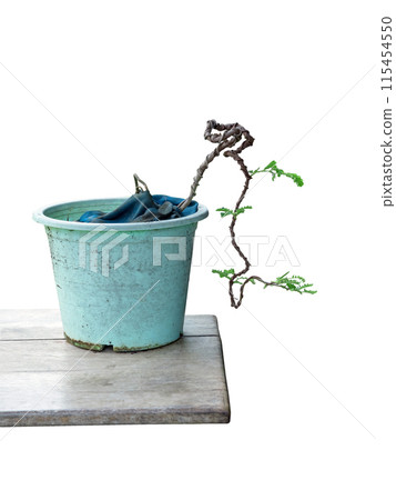 Tamarind trees grown from seeds Can be bent to shape as imagined. Make a bonsai Tamarind trees grown from seeds Can be bent to shape as imagined. Make a bonsai 115454550