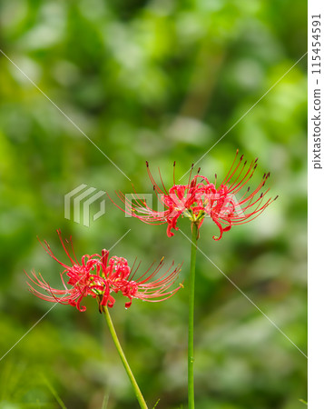 Cluster amaryllis after the rain 115454591